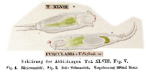 Ehrenberg, C G (1838): Die Infusionsthierchen als vollkommene Organismen. Ein Blick in das tiefere organische Leben der Natur.  p.421, pl.48, fig.5
